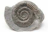 Ammonite (Dactylioceras) Fossil - England #199439-1